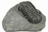 Detailed Austerops Trilobite - Ofaten, Morocco #372444-3